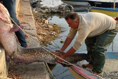 Balıkçının ağına 80 kiloluk yayın balığı takıldı