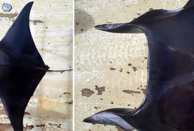 Antalya Körfezi’nde ilk kez görüldü