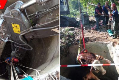 Kuyuya düşen dana için seferberlik