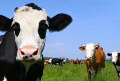 Besilik sığır ithalatı başvuruları durduruldu
