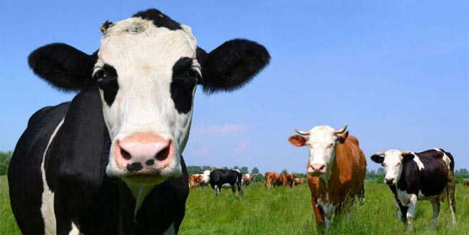 Besilik sığır ithalatı başvuruları durduruldu Besilik sığır ithalatı başvuruları durduruldu