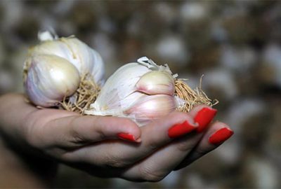 Taşköprü sarımsağı 60 liradan satılıyor