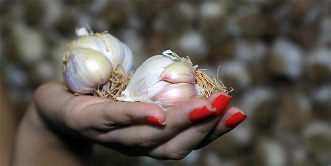 Taşköprü sarımsağı 60 liradan satılıyor