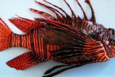 Ayağına düşen ‘aslan balığı’ öldürüyordu