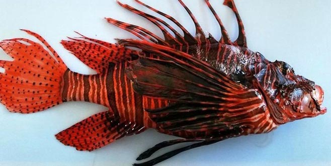 Ayağına düşen ‘aslan balığı’ öldürüyordu