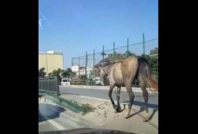 Başıboş atlar sürücülere zor anlar yaşattı