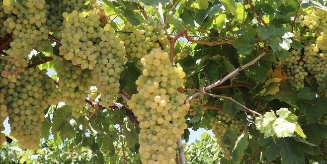 İki üzüm salkımından biri Rusya’ya gitti