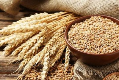 Buğdayda hedef 21,5 milyon ton üretim