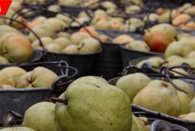 Deveci armudunda hasat sona erdi