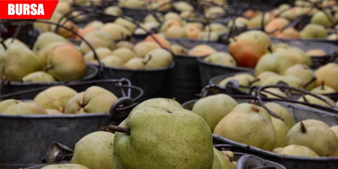 Deveci armudunda hasat sona erdi