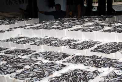 Karadeniz’de hamsi bolluğu