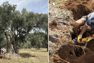 3 bin yıllık ağacın ‘sır’ yaşını nükleer fizikçiler ortaya çıkardı