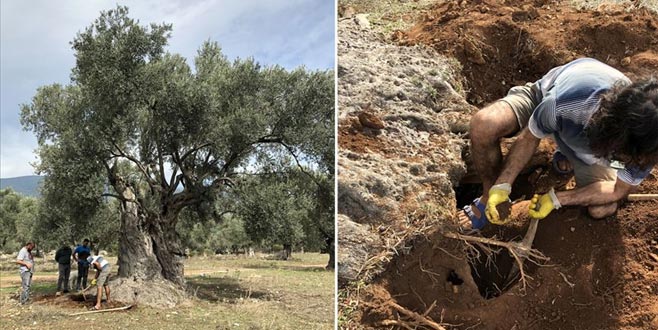 3 bin yıllık ağacın ‘sır’ yaşını nükleer fizikçiler ortaya çıkardı
