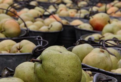 Bursa Ovası’ndan 80 bin ton deveci