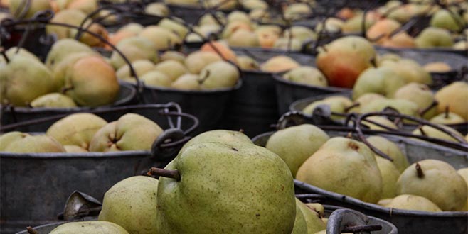 Bursa Ovası’ndan 80 bin ton deveci