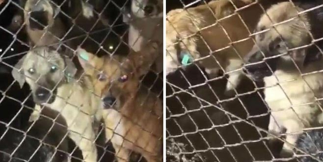 Barınaktaki tepki çeken görüntülere soruşturma