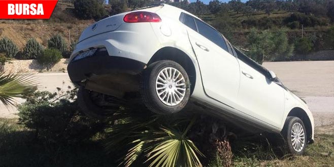 Kontrolü kaybeden otomobil ağaca çıktı
