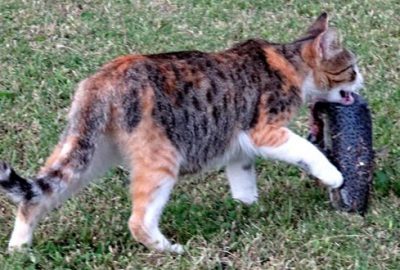 Balon balıklarını yiyen kediler öldü