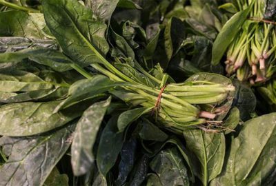 Valilik zehirli ıspanakların kaynağını açıkladı