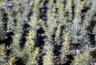 11 Kasım ‘Milli Ağaçlandırma Günü’ ilan edildi