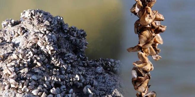 Van Gölü Havzası’nda zebra midye tehlikesi!