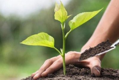 11 milyon fidan toprakla buluşuyor