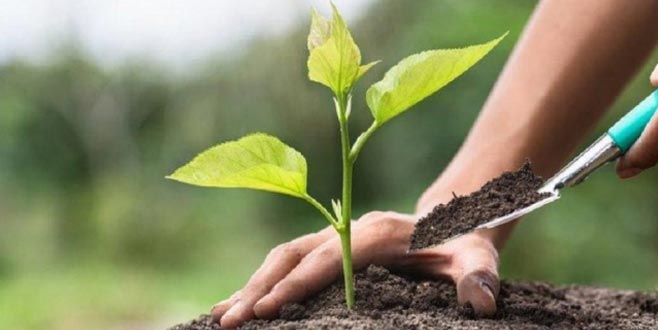 11 milyon fidan toprakla buluşuyor