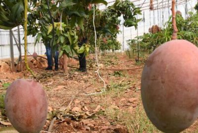 Tanesi 50 lira! Üreticinin yeni gözdesi