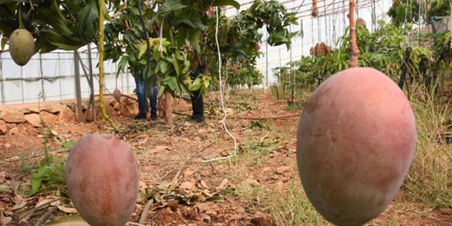 Tanesi 50 lira! Üreticinin yeni gözdesi