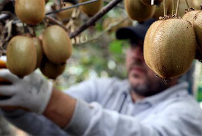 Bu yıl kivi bol olacak