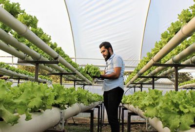 Marulu suda yetiştiriyor