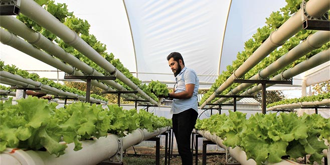 Marulu suda yetiştiriyor