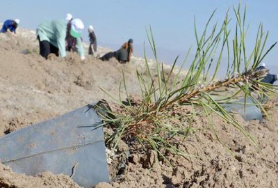 1 saat içinde en çok ağaç dikme rekoru Çorum’da kırıldı