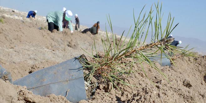 1 saat içinde en çok ağaç dikme rekoru Çorum’da kırıldı