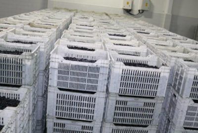 Yağlık zeytin 4 lira