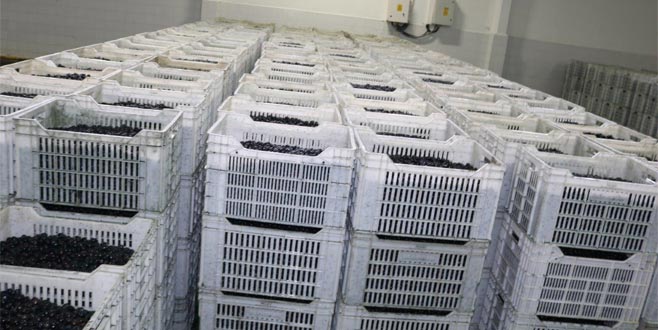 Yağlık zeytin 4 lira