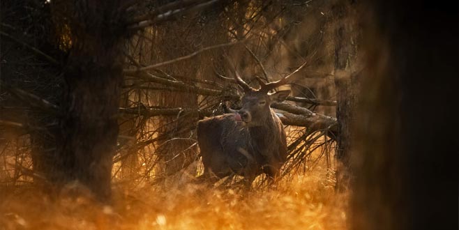 Bursa’da kızıl geyik sürprizi