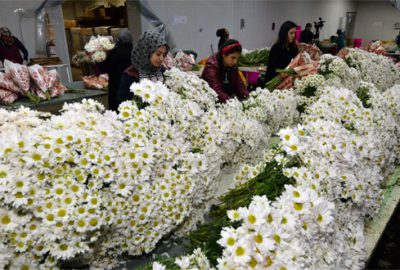 Kesme çiçekte hedef 110 milyon dolar