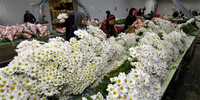 Kesme çiçekte hedef 110 milyon dolar