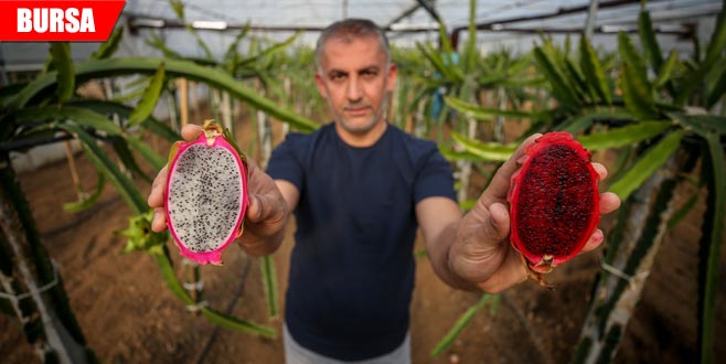 Hem meyvesini hem fidanını üretiyor