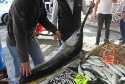 Marmara Denizi’nde yakalandı! Kilosu 100 lira…