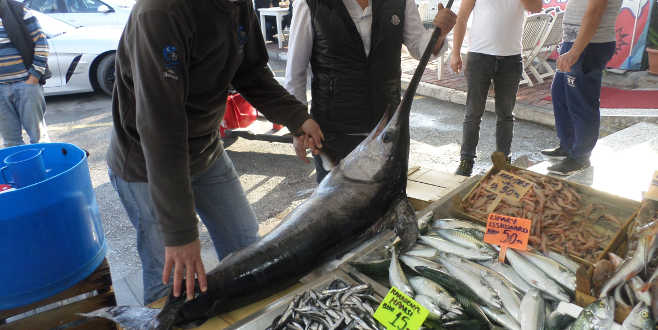 Marmara Denizi’nde yakalandı! Kilosu 100 lira… Marmara Denizi’nde yakalandı! Kilosu 100 lira…