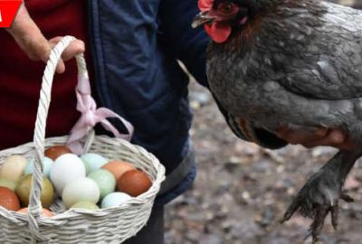 Ürettiği 7 farklı renkteki yumurtalar ilgi görüyor