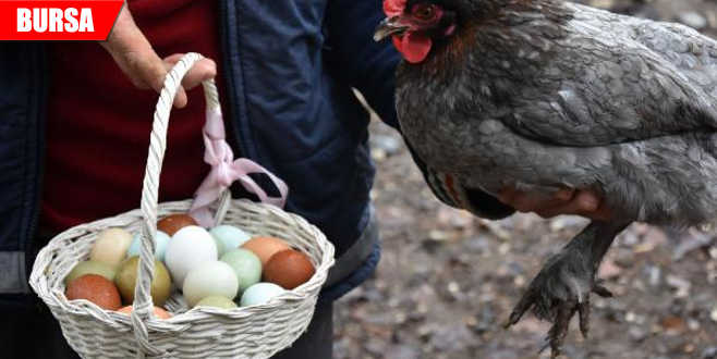 Ürettiği 7 farklı renkteki yumurtalar ilgi görüyor