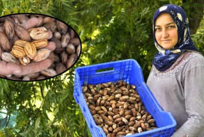 66 yıl önce Amerika’dan getirildi! Kilosu 40 lira…