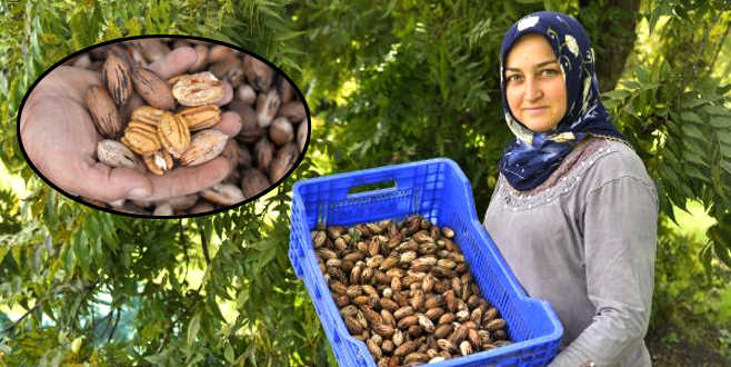 66 yıl önce Amerika’dan getirildi! Kilosu 40 lira…