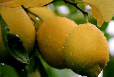 Limonda fiyat arttı