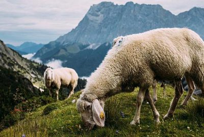 Çoban istihdamına 2 yılda 62 milyon TL