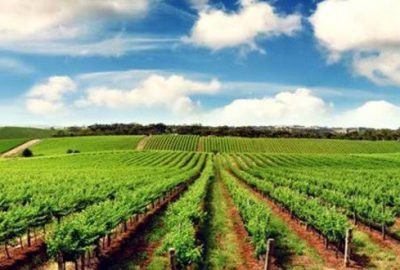 16 bin çiftçiye arazi dağıtıldı