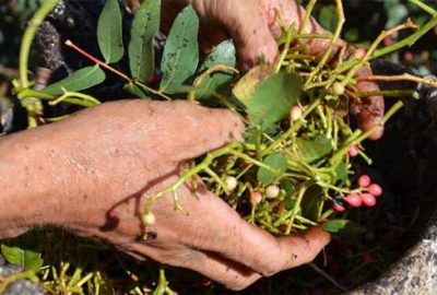 Manisa’dan Bursa’ya çitlembik
